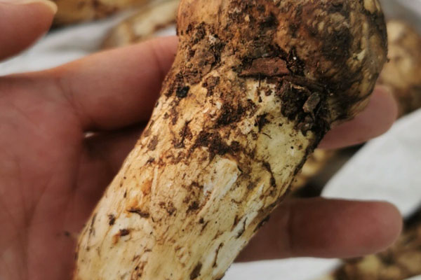 吃了松茸身上會發癢嗎，松茸過敏如果不治療會如何